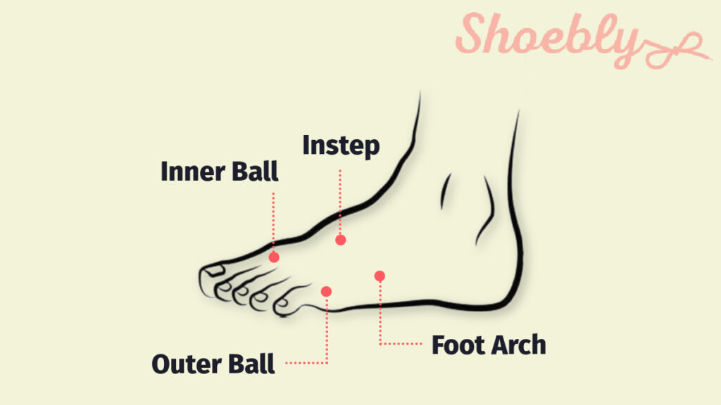 foot anatomy by shoebly