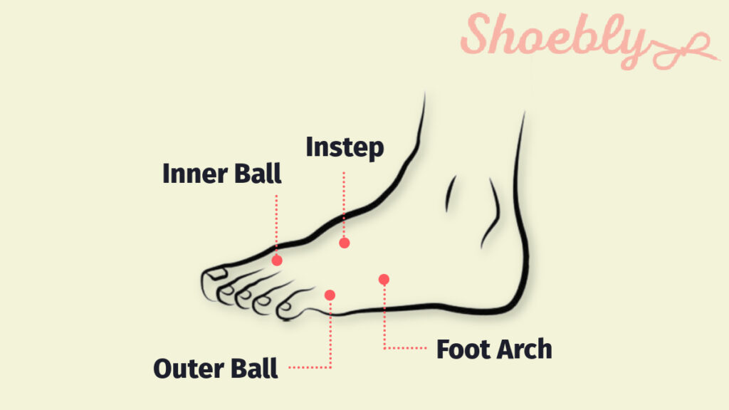 Human Foot Plantar Muscle Anatomy Model in 3-Parts Study Teaching Model E |  eBay